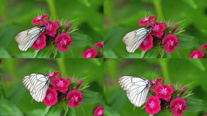 黑色脉白色蝴蝶