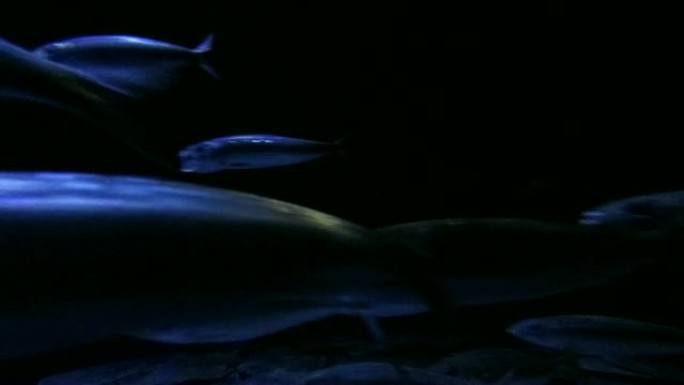 沙丁鱼在黑暗的海洋中奔跑