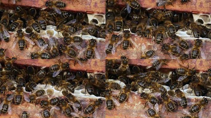 欧洲蜜蜂，蜜蜂空间，诺曼底蜜蜂蜂巢，实时4K