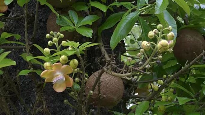 巴厘岛一棵树上的炮弹树果实