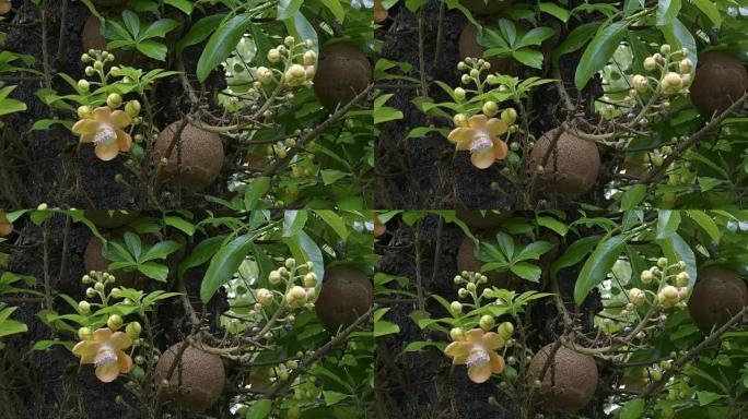 巴厘岛一棵树上的炮弹树果实
