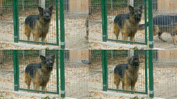 一只吠叫，愤怒，大，棕色和危险的狗走在篱笆后面。那只狗在大声吠叫。