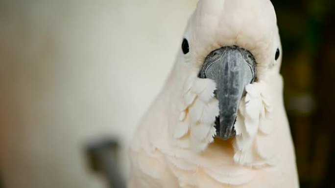 Molucccan或雨伞凤头鹦鹉。白色鹦鹉的肖像，印度尼西亚群岛上热带雨林的外来特有鸟类