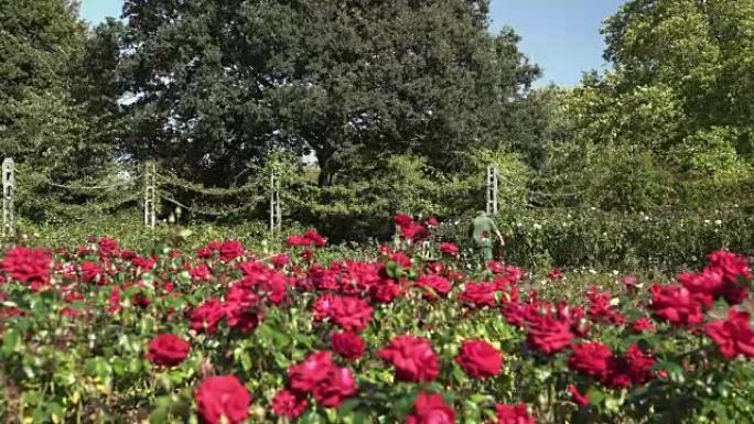 伦敦摄政公园玛丽皇后花园部分的玫瑰园