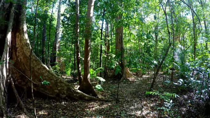 Tangkoko雨林，北苏拉威西岛，印度尼西亚