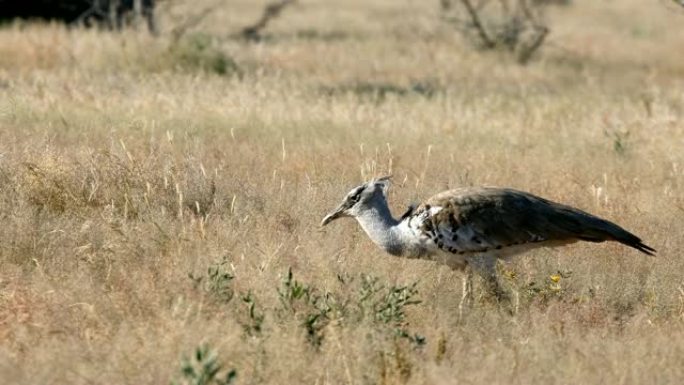 非洲纳米比亚Kori Bustard Etosha