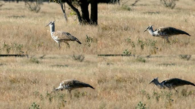 非洲纳米比亚Kori Bustard Etosha