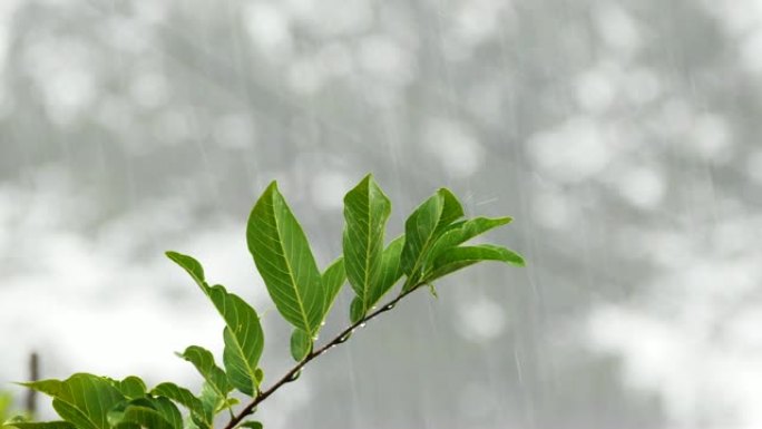 雨水下降到叶4k分辨率