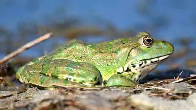 自然栖息地的绿色沼泽蛙 (Pelophylax ridibundus)。特写肖像