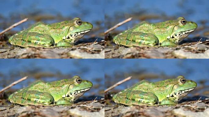 自然栖息地的绿色沼泽蛙 (Pelophylax ridibundus)。特写肖像