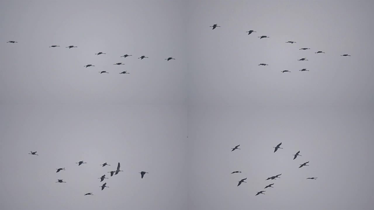 普通鹤或欧亚鹤 (Grus Grus) 鸟类在迁徙过程中飞行