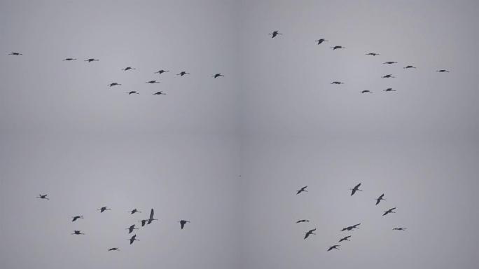 普通鹤或欧亚鹤 (Grus Grus) 鸟类在迁徙过程中飞行