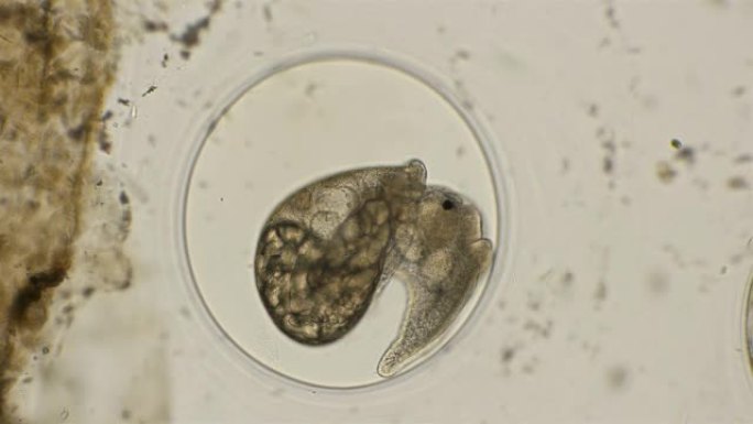 蜗牛胚胎，在显微镜下