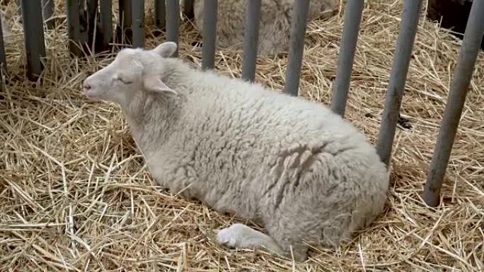 4K一只羊在县集市上躺在摊位上