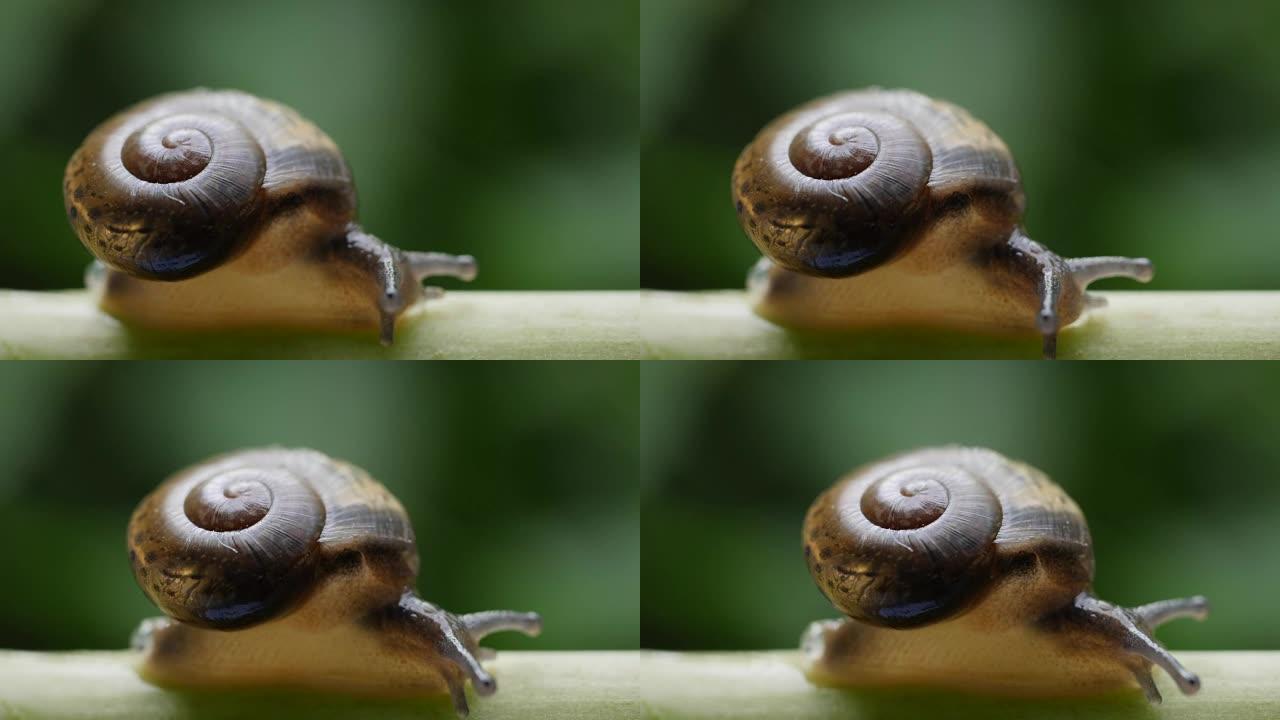 自然界中蜗牛的生活