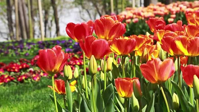 伊斯坦布尔绿色花园中美丽多彩的郁金香
