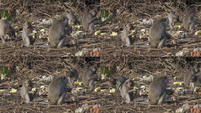 食蟹猕猴，Macaca fascicularis，又称长尾猕猴，Sangeh Monkey Fore