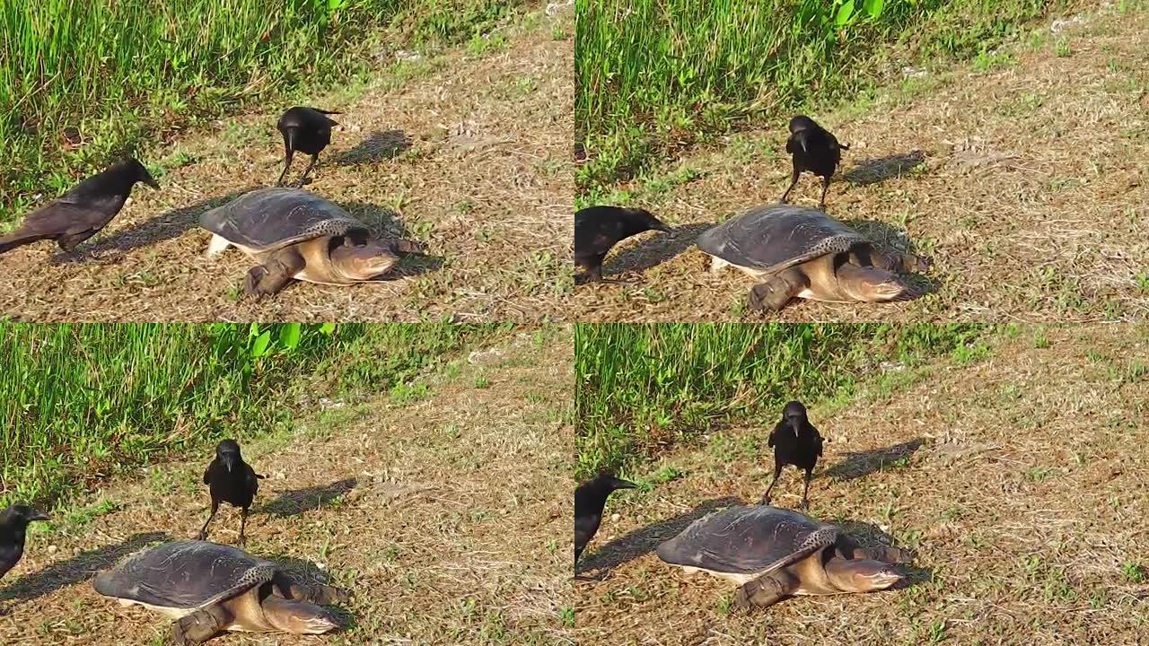 佛罗里达软壳龟