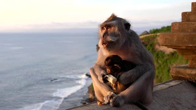 墙上的猕猴母亲和婴儿在巴厘岛的乌鲁瓦图神庙吃香蕉