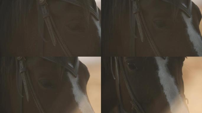 纯种赛马眼睛的极端特写。美丽的马的眼睛