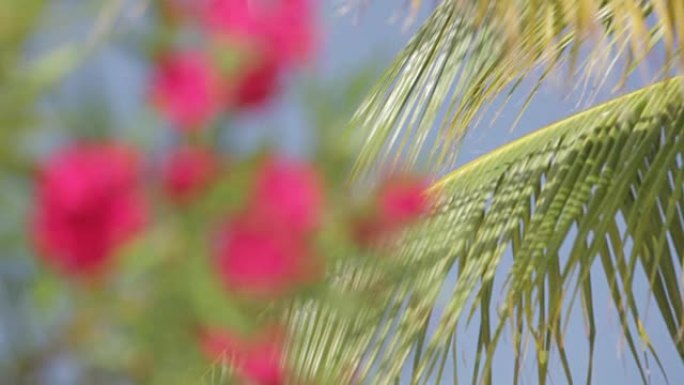 墨西哥尤卡坦半岛的热带花卉