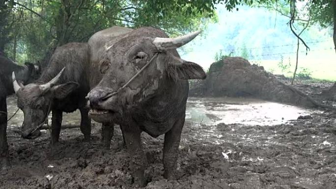 站在泰国乡村的泥地上的水牛。