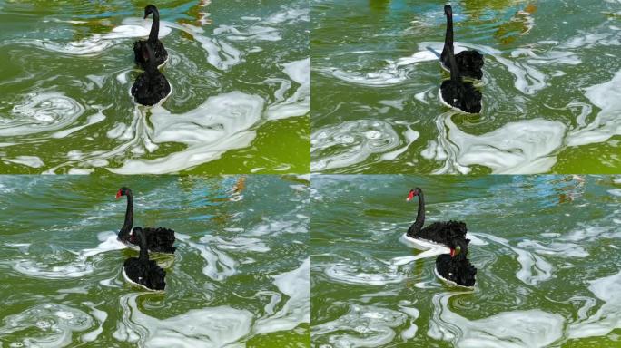 公园里漂浮着两只黑天鹅，黑天鹅高清视频，