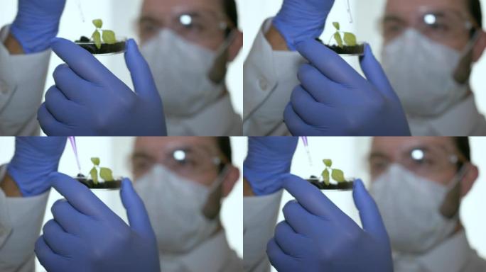 人类生物学家在培养皿的芽前拿着带有蓝色化学成分的移液器。医生正在进行一项改变大豆芽基因组的实验。创造