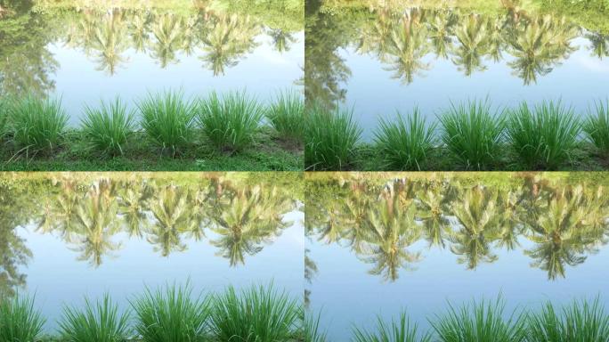 反思椰子树的水。