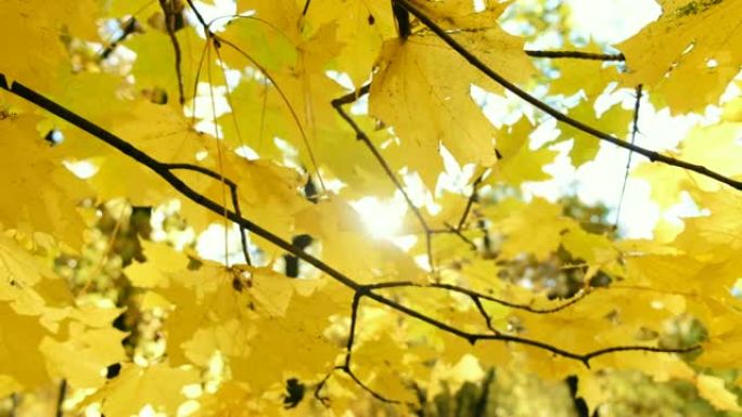 阳光透过金秋的黄色枫叶