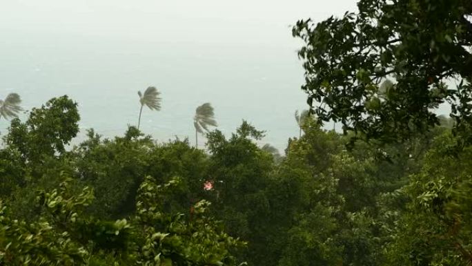 自然灾害飓风期间的海滨景观。强烈的旋风吹拂着椰树。热带暴雨，自然力量，气候变化，雨季沿海台风。