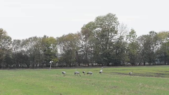 一群鹤鸟在勃兰登堡 (德国) 的Rhinluch地区放牧并飞越田野