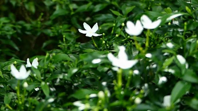 温暖阳光下的白色茉莉花