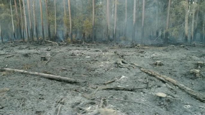 森林着火，燃烧树木，灌木丛，泥炭沼泽中燃烧干草。
