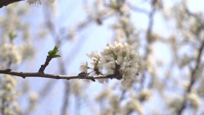 白色樱花 春暖花开 花朵特写 春色 春分