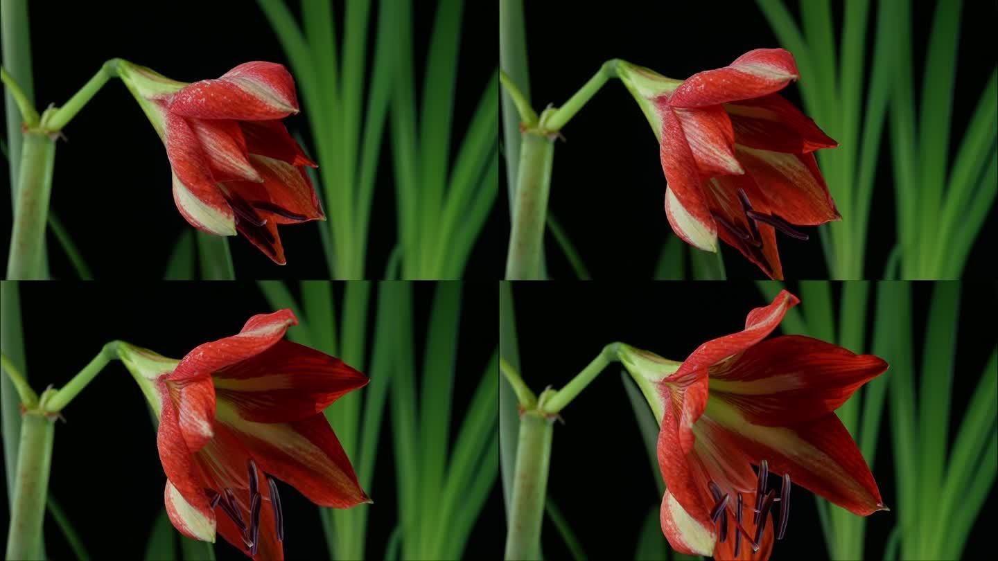 朱顶红 对对红 开花 延时 摄影  绿色