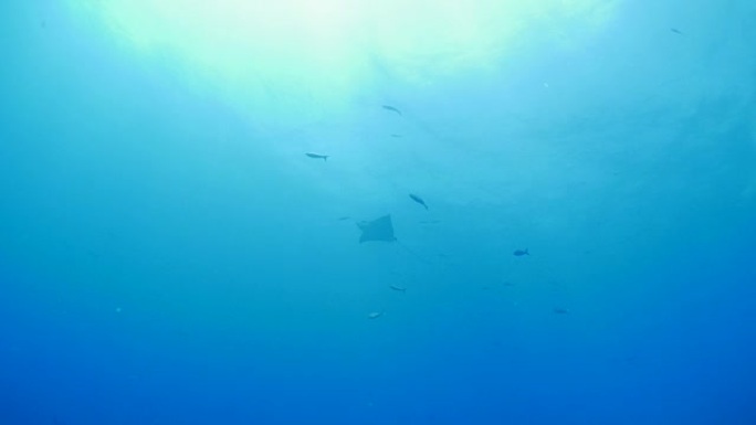 鹰射线鱼在深蓝色的海洋中飞翔