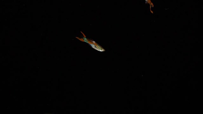孔雀鱼 (Poecilia reticulata)，又名百头鱼、彩虹鱼，是世界上分布最广的热带鱼之一