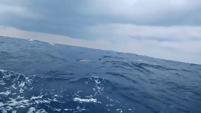 小鲸鱼在远离非洲大西洋海岸的帆船上看