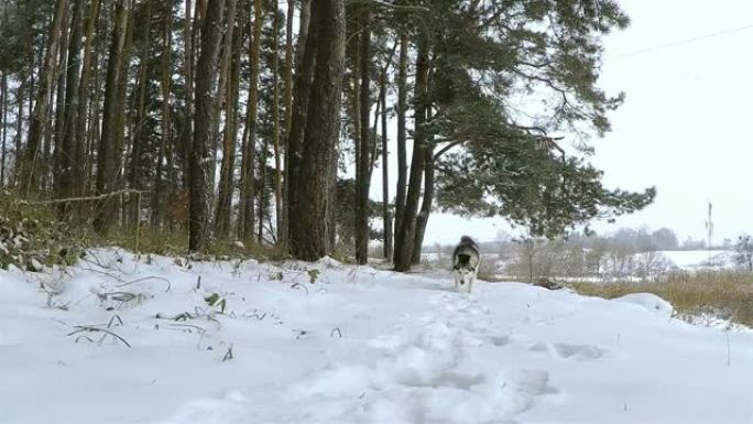 西伯利亚哈士奇在冬季森林中奔跑。