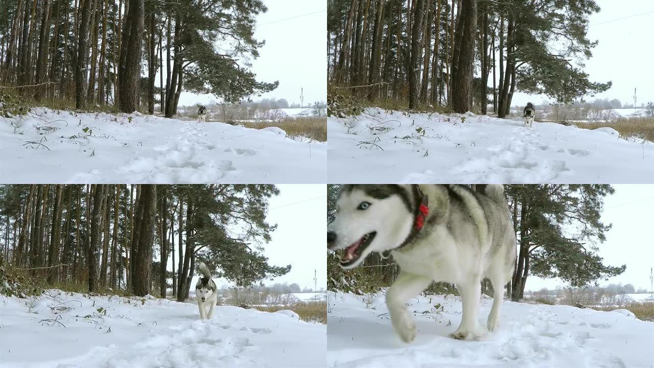 西伯利亚哈士奇在冬季森林中奔跑。