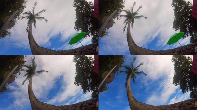海滩上的延时椰子树
