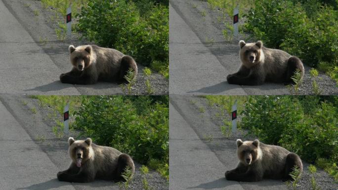 堪察加棕熊在沥青路的路边