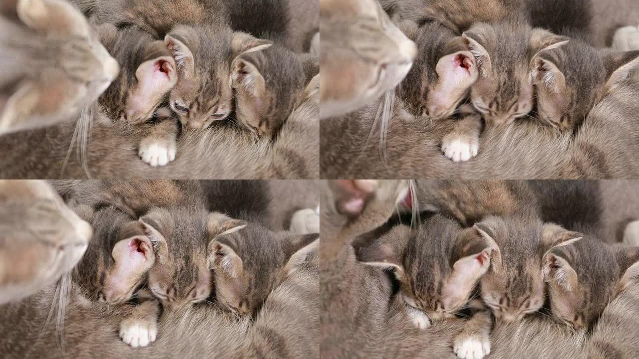 猫护理她的小猫