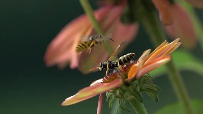 蜜蜂黄蜂遭遇橙花