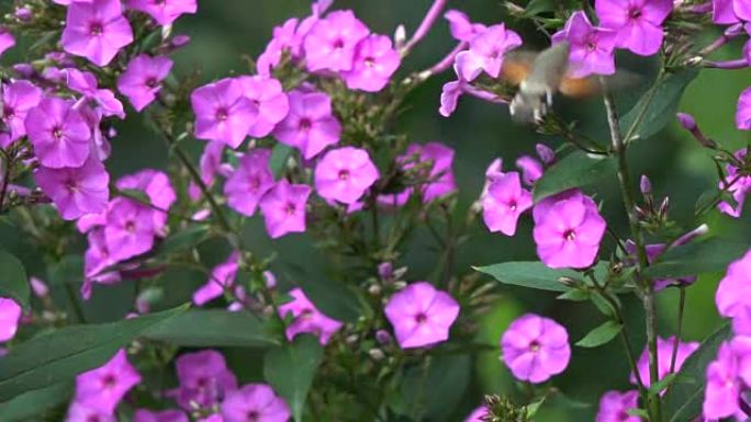 buterfly蜂鸟鹰蛾在花附近运动
