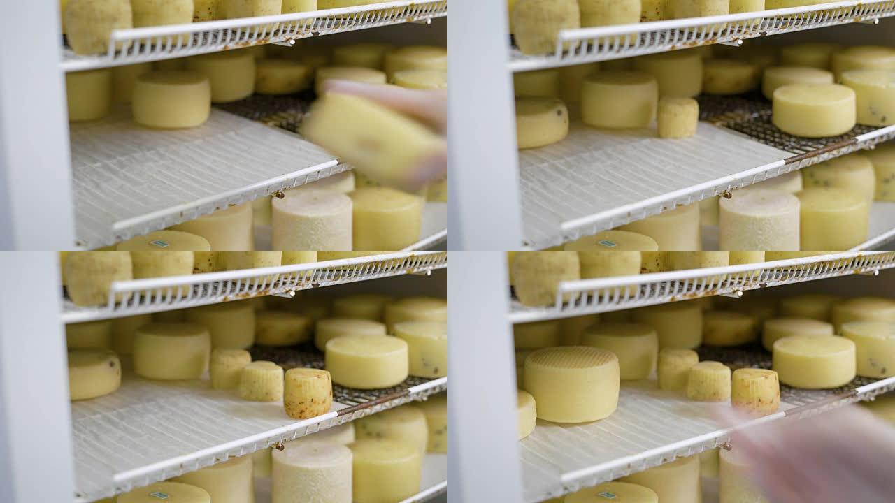 工厂工人将新鲜煮熟的奶酪头放入冰箱的特写镜头