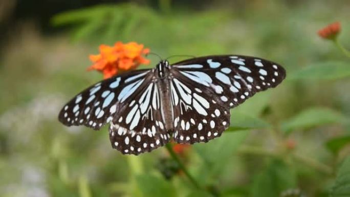 深色玻璃状老虎蝴蝶在橙色花朵上寻找花蜜