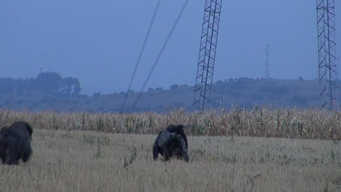 德国短毛指针猎犬为猎人取鹌鹑。