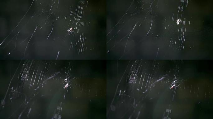 微小的蜘蛛攻击它祈祷在黑暗的背景上飞入蜘蛛网。
